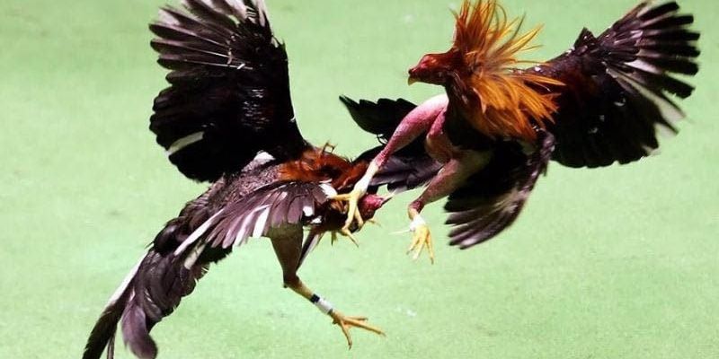 Giống gà Kelso với thế mạnh là tốc độ di chuyển cực nhanh